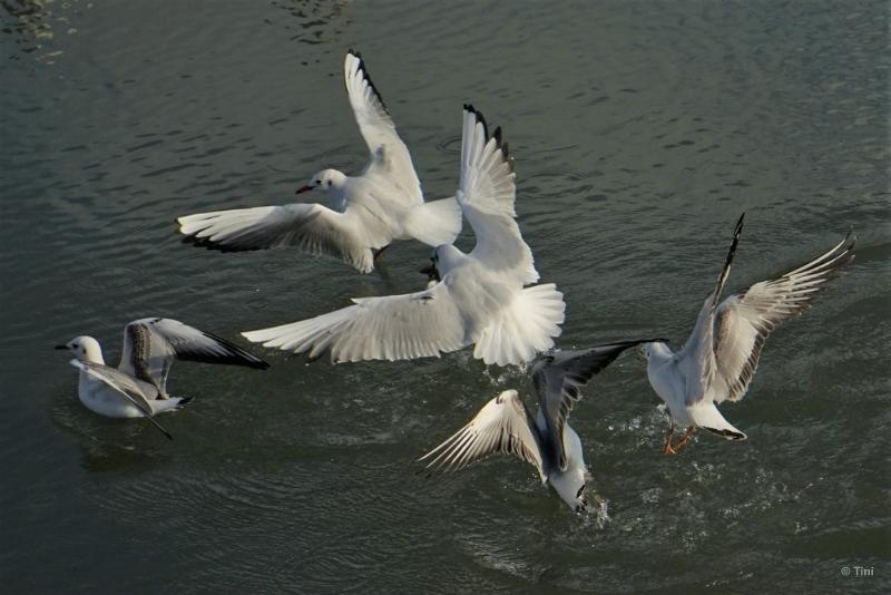bdvogels18 09.JPG - Vogels 2018